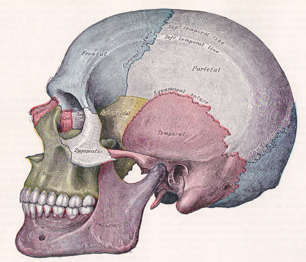 8-bones-and-sutures-of-skull.jpg