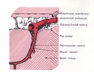 subarachnoid-perivasular
