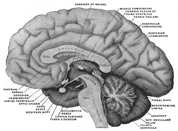 Brain-sagittal-Grays