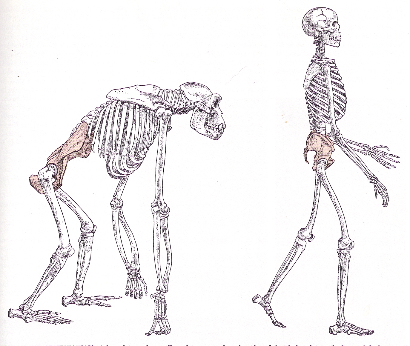 Отличие скелета человека от млекопитающего